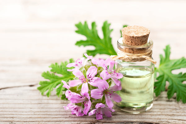 Rose Geranium (Pelargonium graveolens)